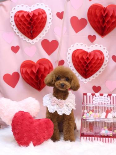 20240204モコちゃん